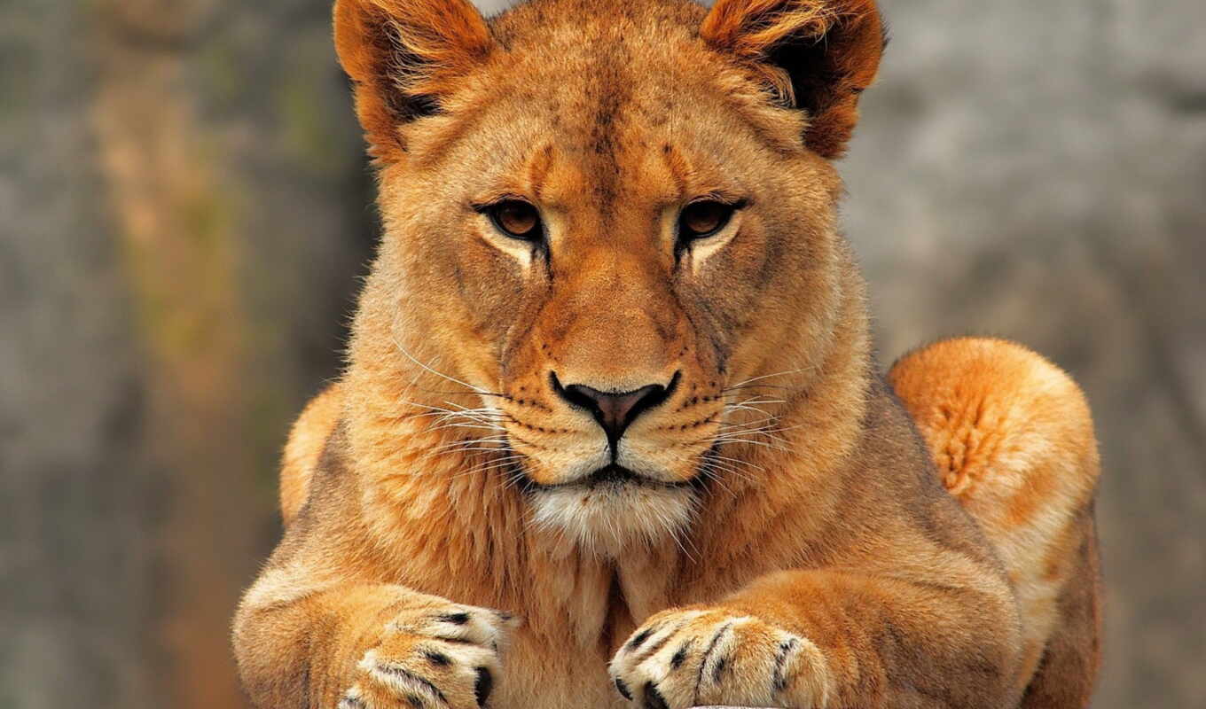 lion, sits, predator, young, different