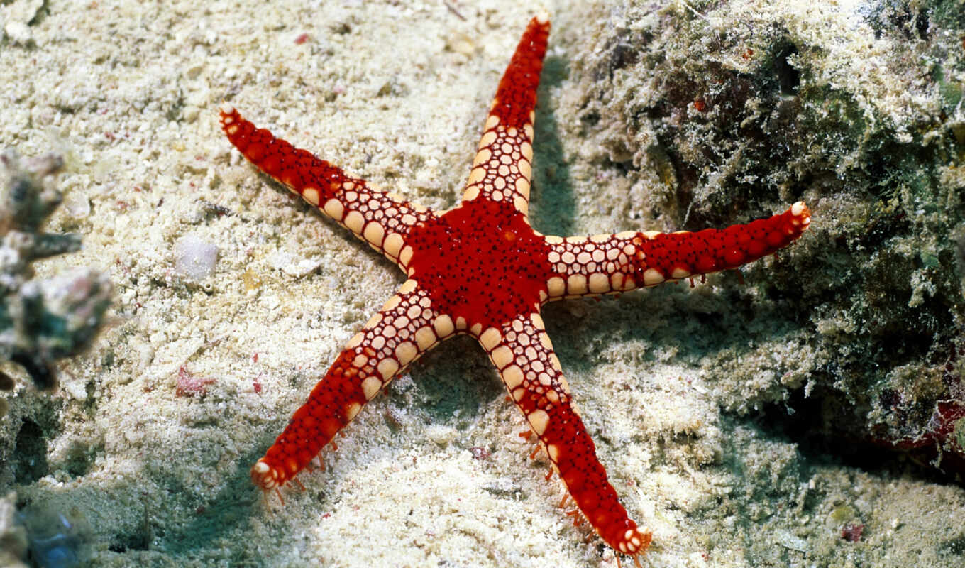 red, sea, marine, star, starfish, coral