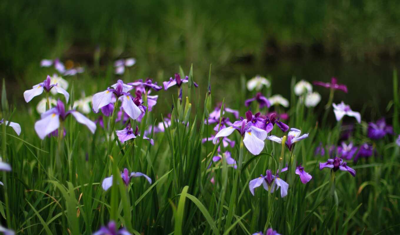 цветы, summer, free, трава, one, iris, собрать, greenery, качественные, fonwall