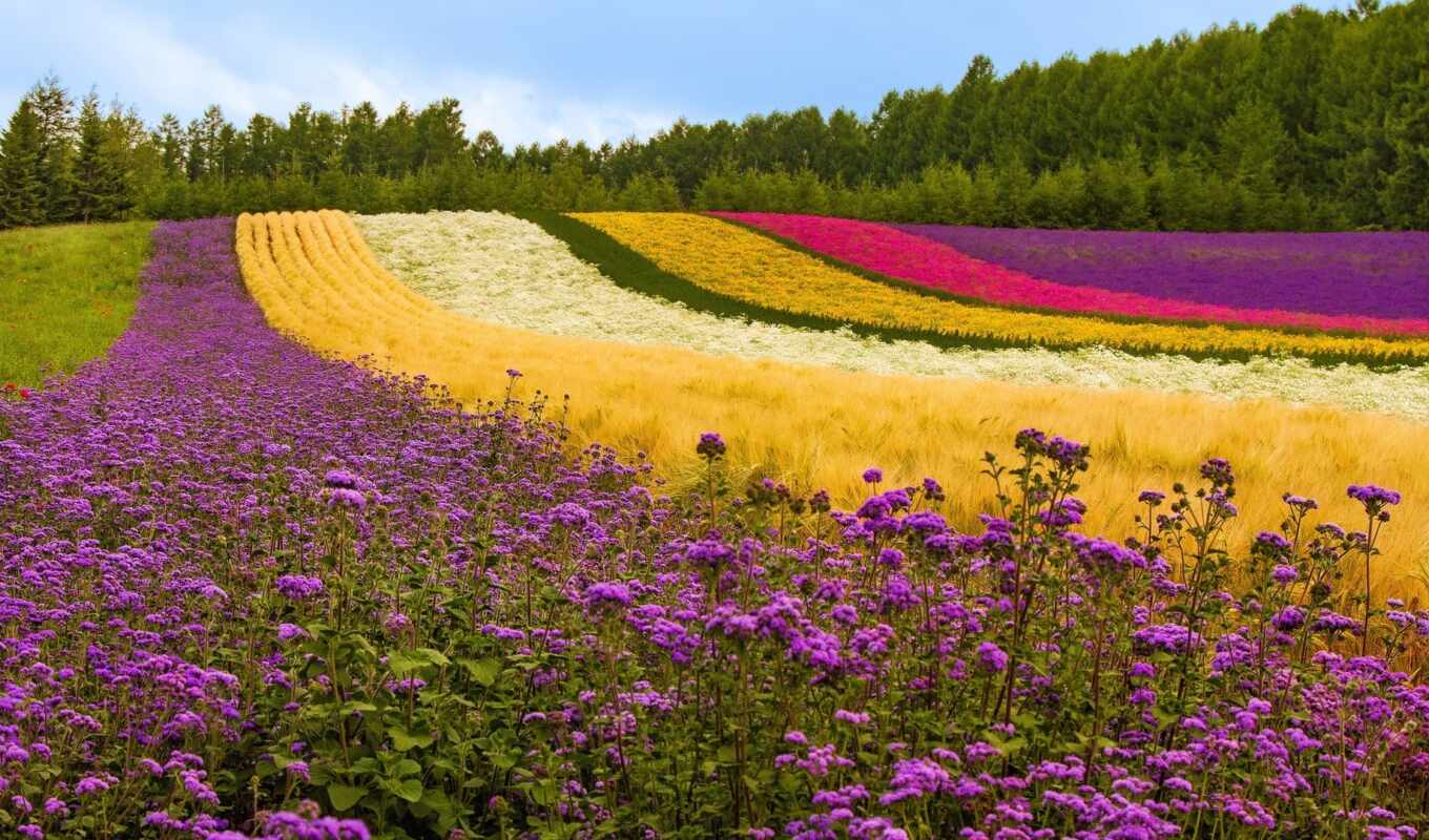 цветы, free, поле, landscape, красивый, weed, lavender, pour, multicolored