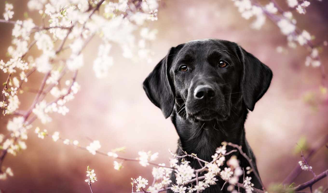black, white, Labrador, retriever, twig, black, siyah, spring, musta