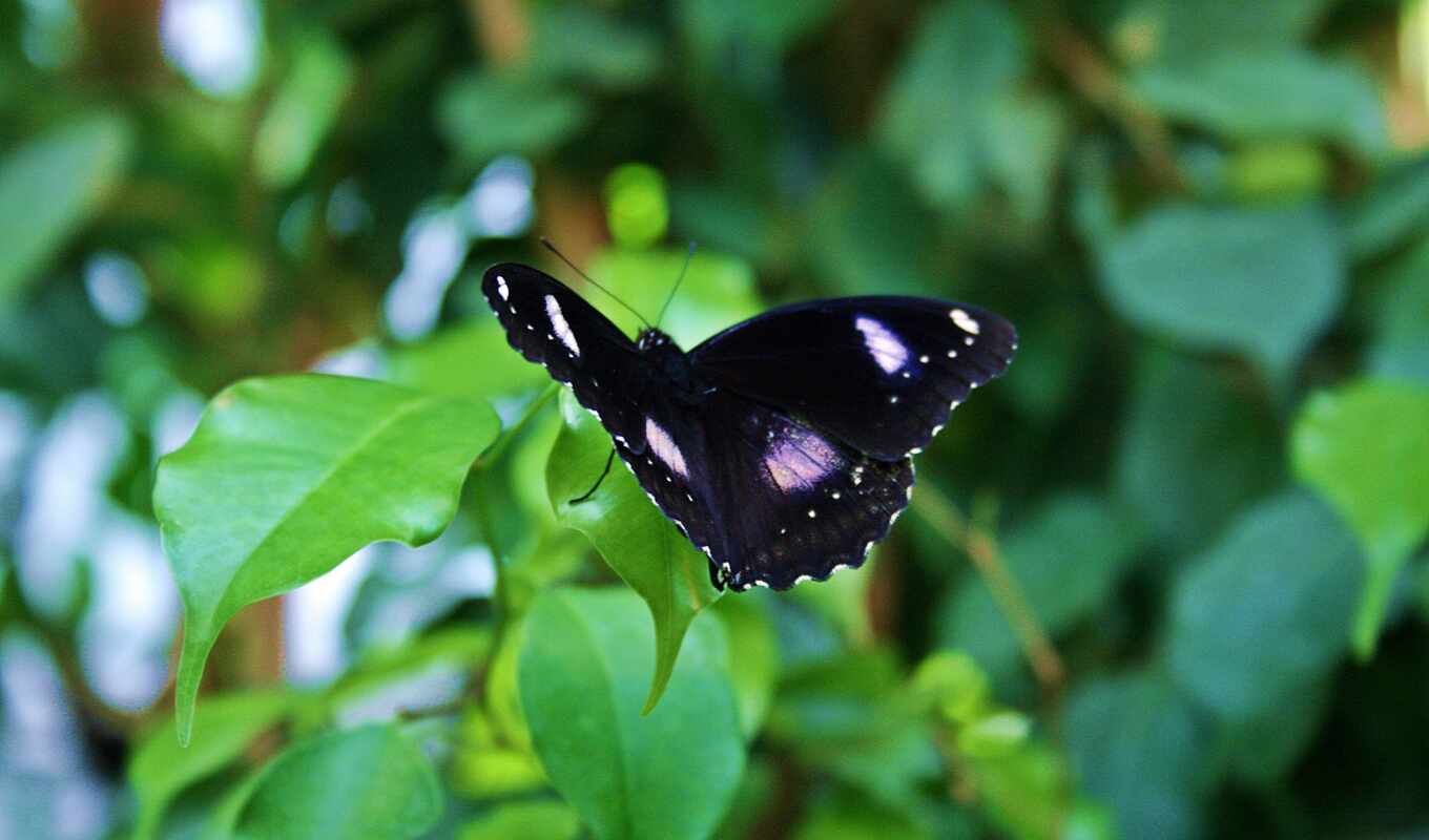 butterfly, wing, lycaenida, wikipediagossamer, butterfliesathome