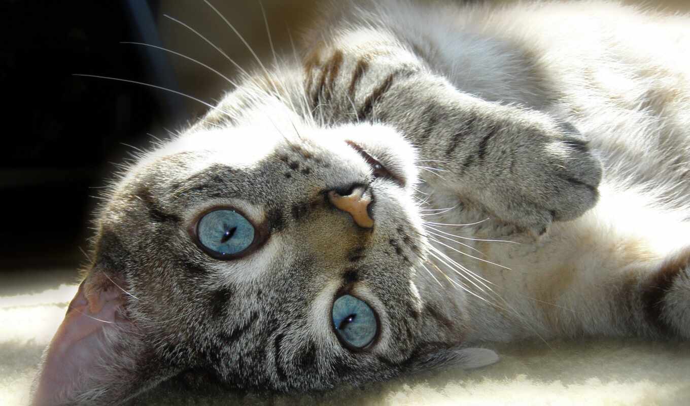 blue, глаз, кот, голубоглазый