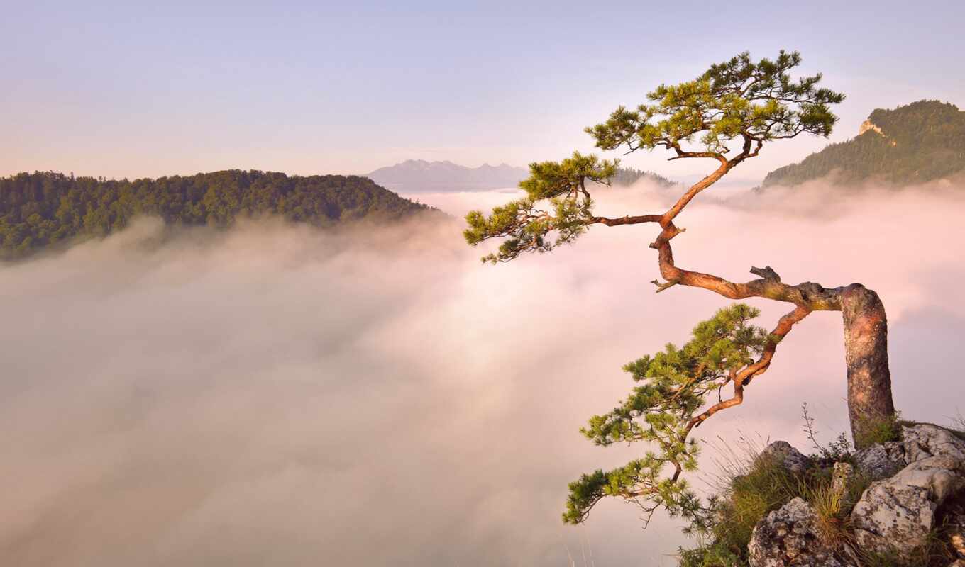 tree, mountain, fog, pine