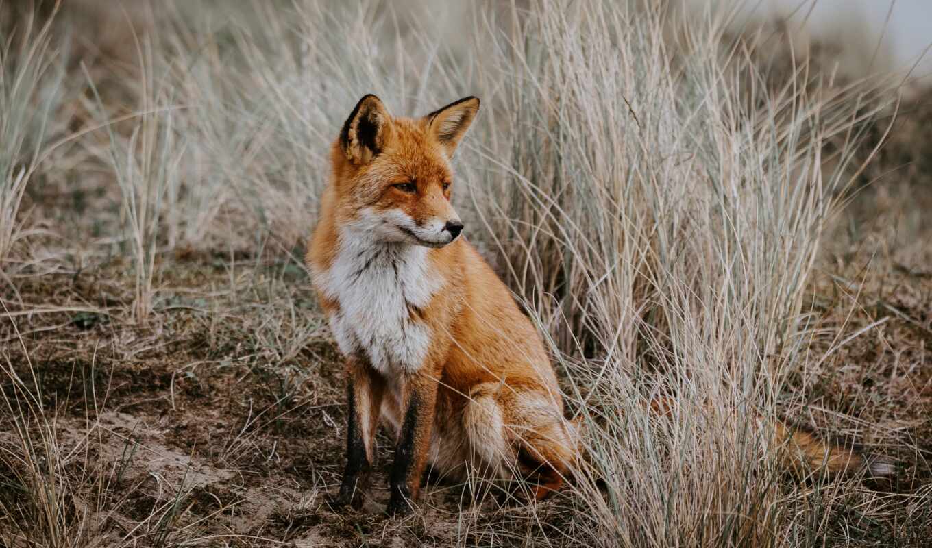 fox, fishing, hunting