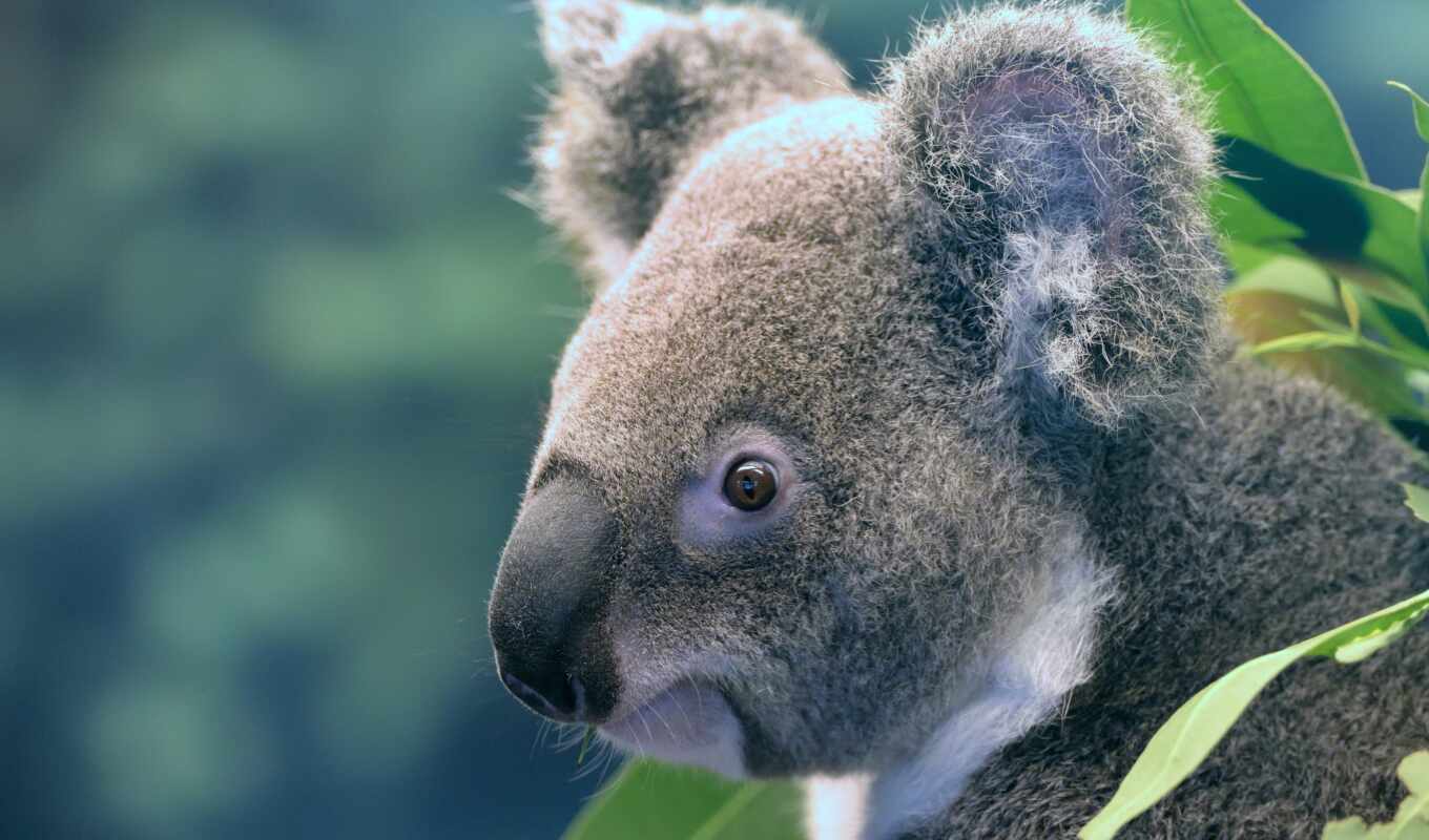 animal, koala