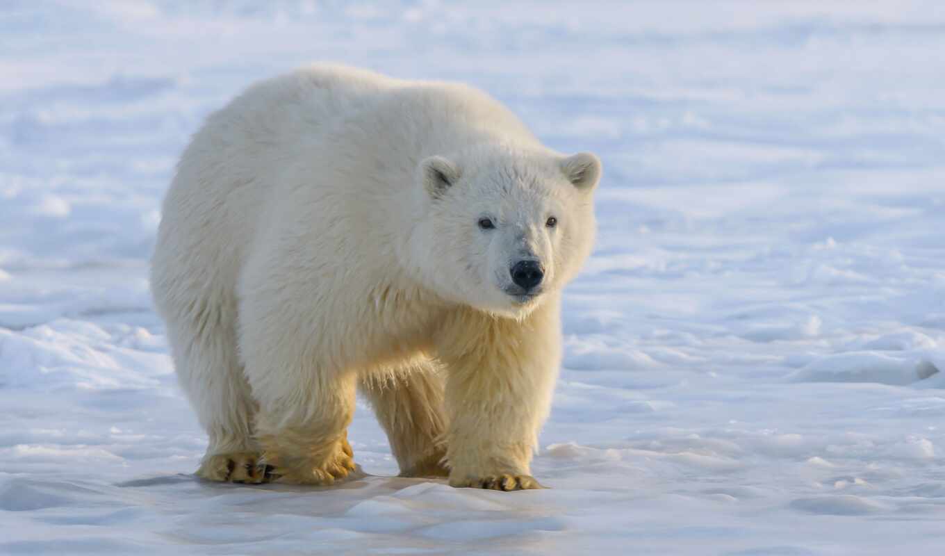 white, медведь, need, polar, защитить