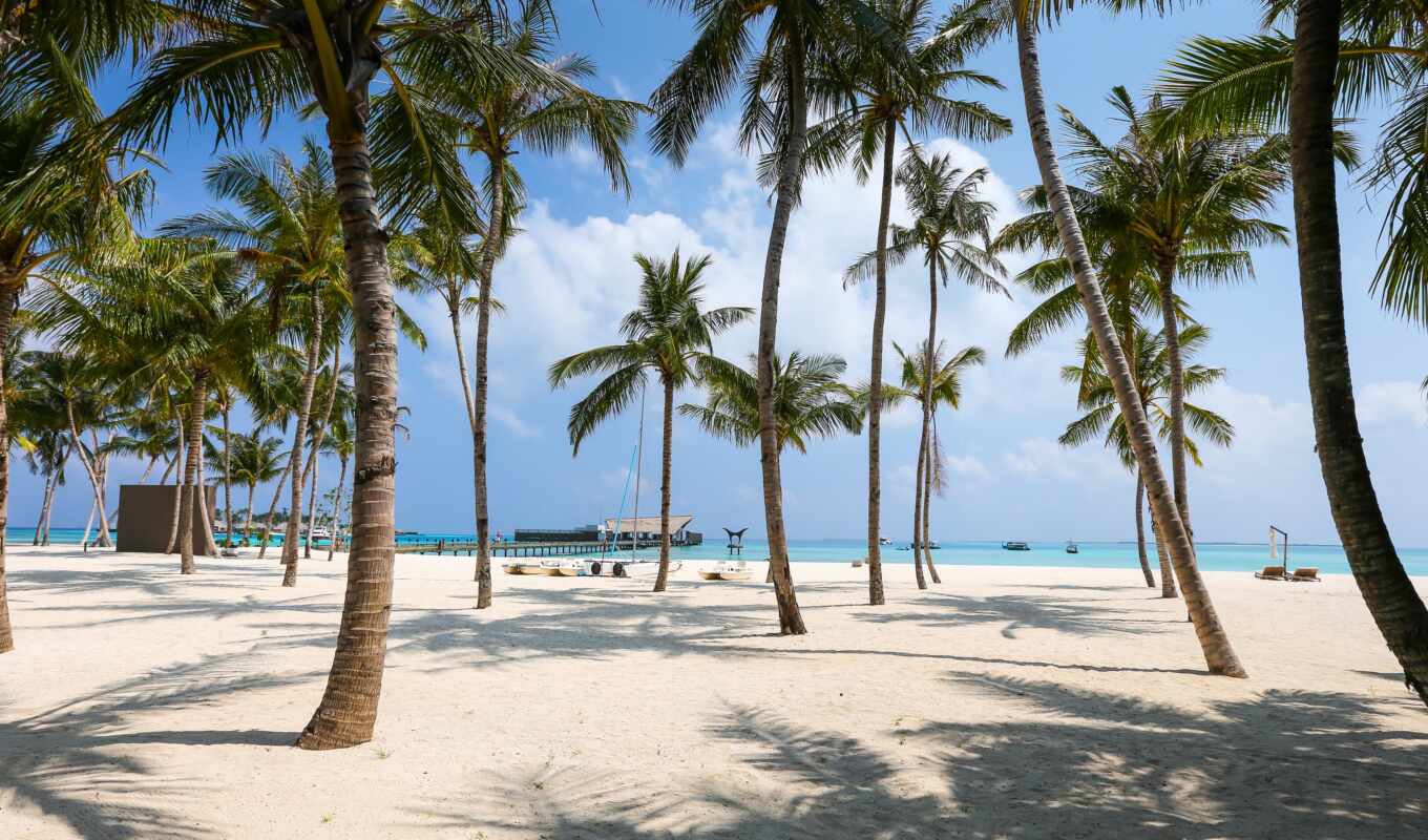 tree, beach, palm, travel