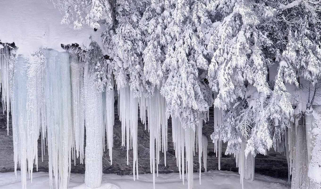 white, tree, ice, frost, snow, winter, cold, temperature, icicle