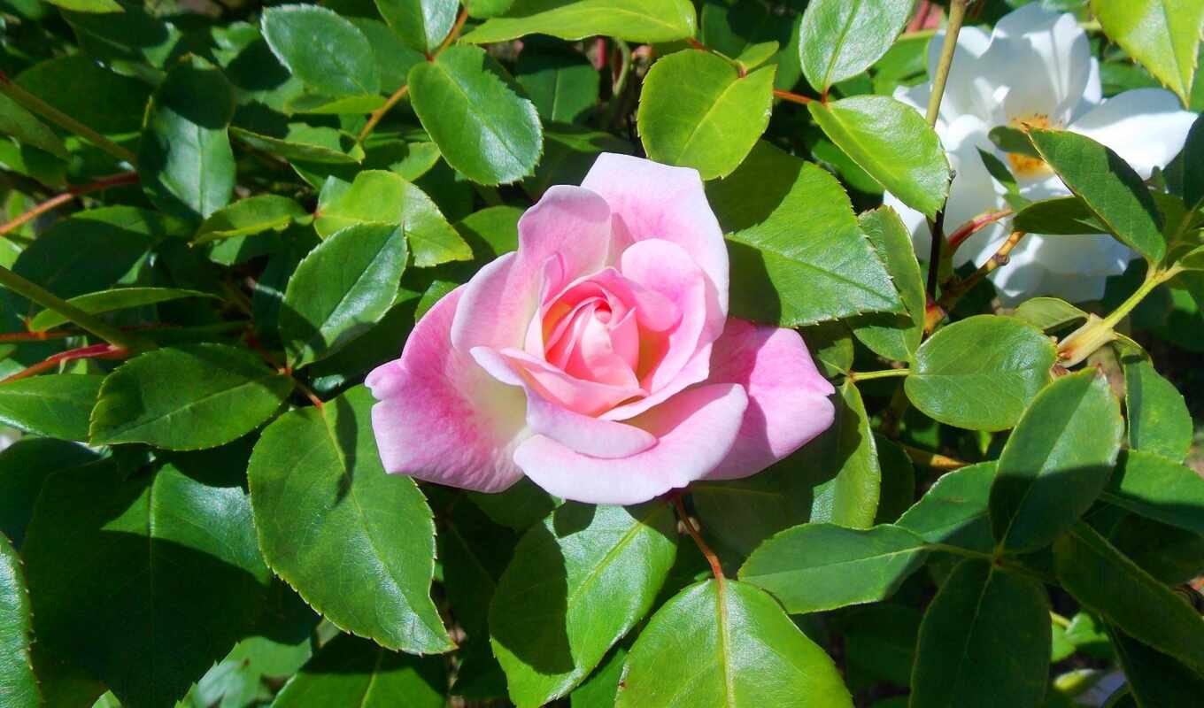 nature, flowers, pink, takeoff, bush