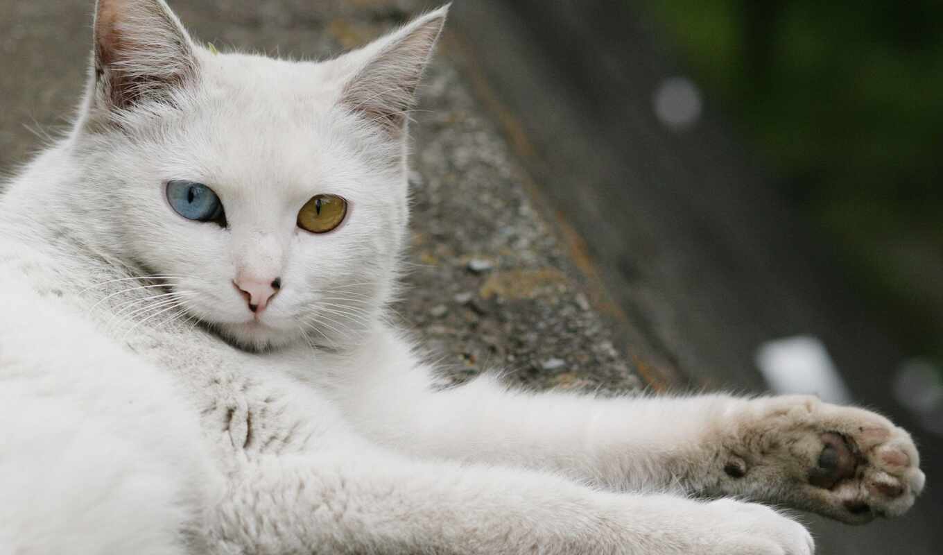 eye, cat, turkish, angora