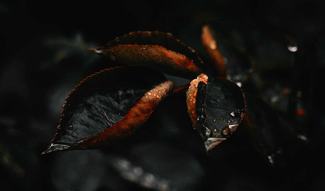 water, там, droplets, leaf