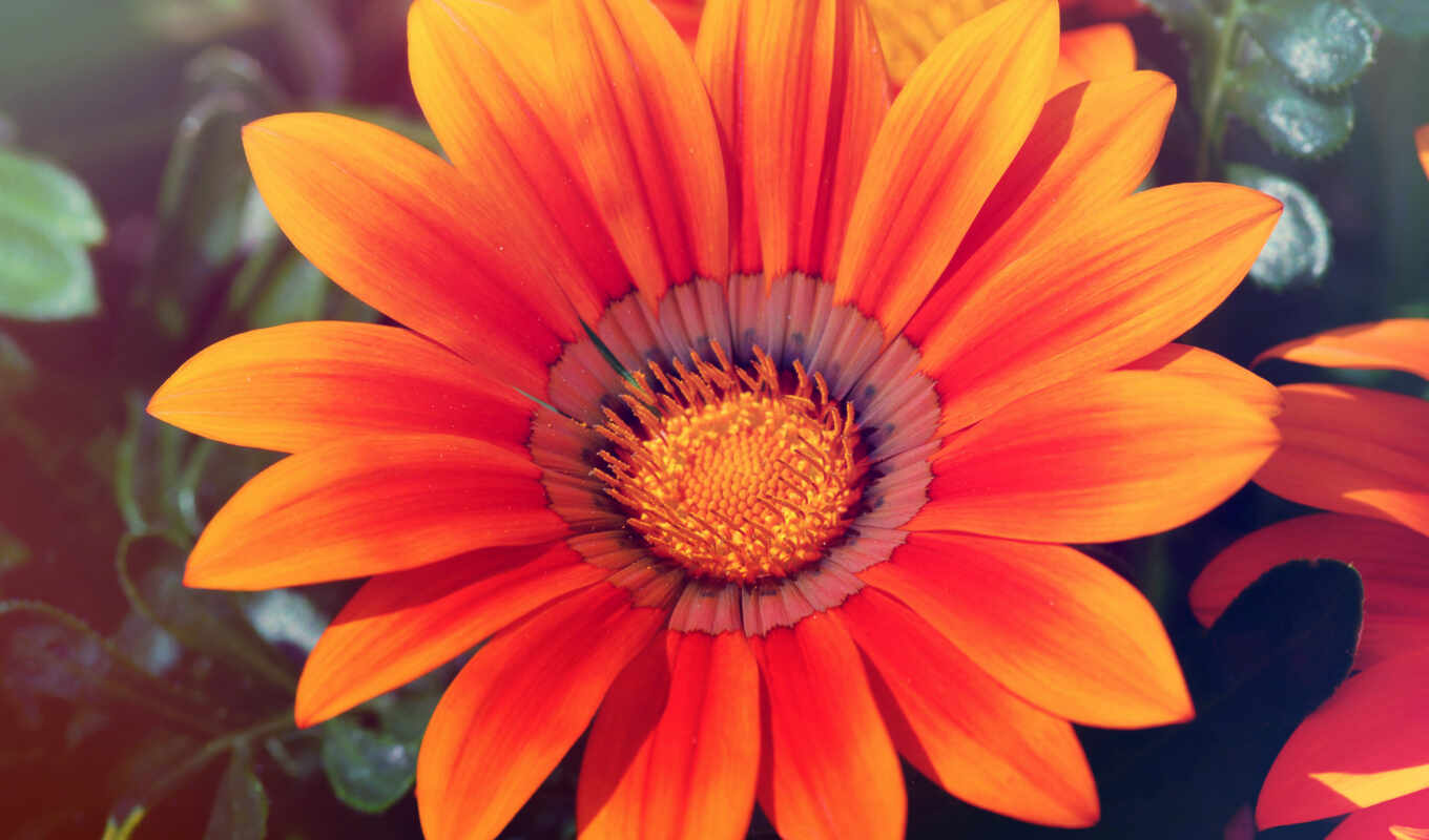 desktop, high, melo, sunflower, spring