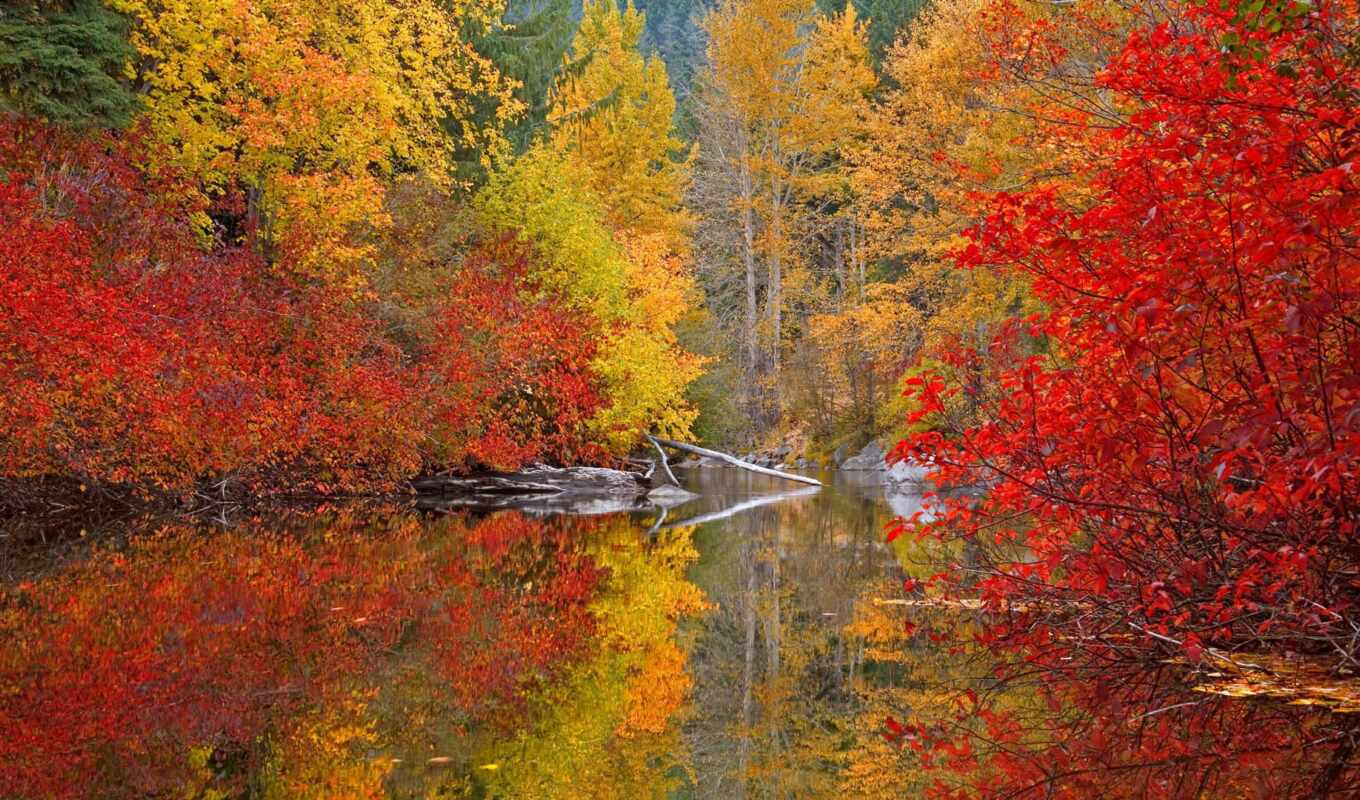 Золотая Осень Фото Скачать Бесплатно
