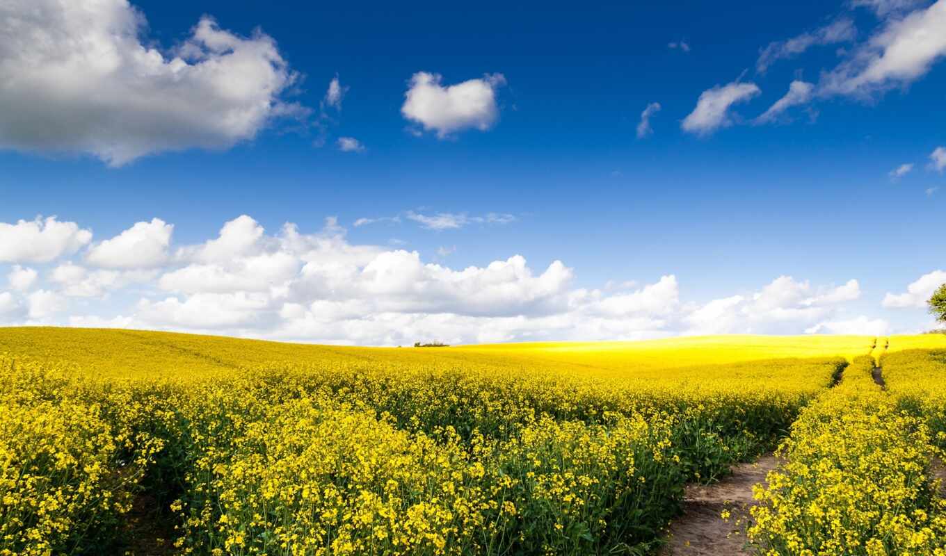 nature, sky, picture, road, field, cloud, rapeseed, margin, of the