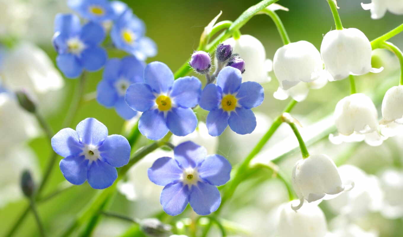 nature, macro, beautiful, lilies of the valley, large, forget - me - nots, cvety, plan