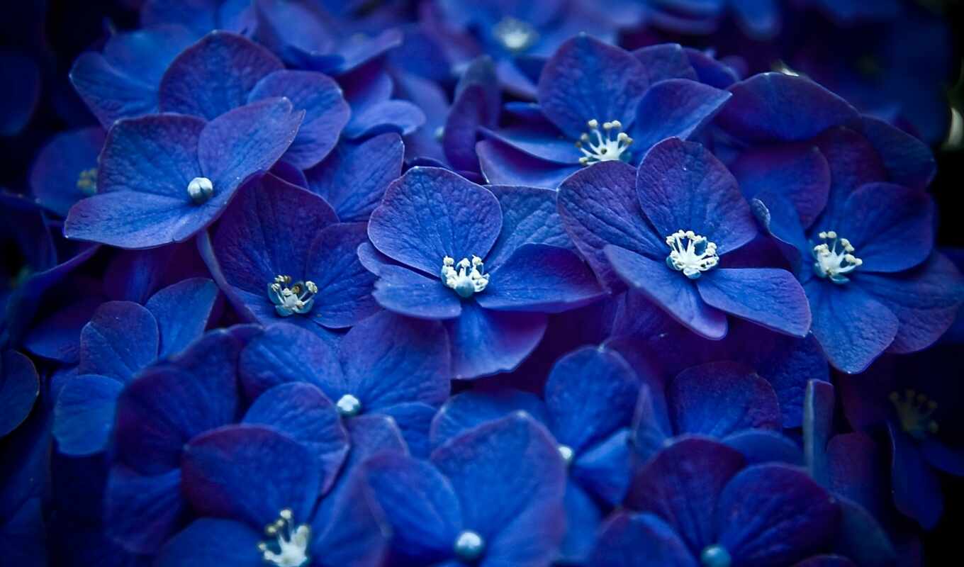 blue, подборка, но, color, cvety, природе, синего, цветотерапия