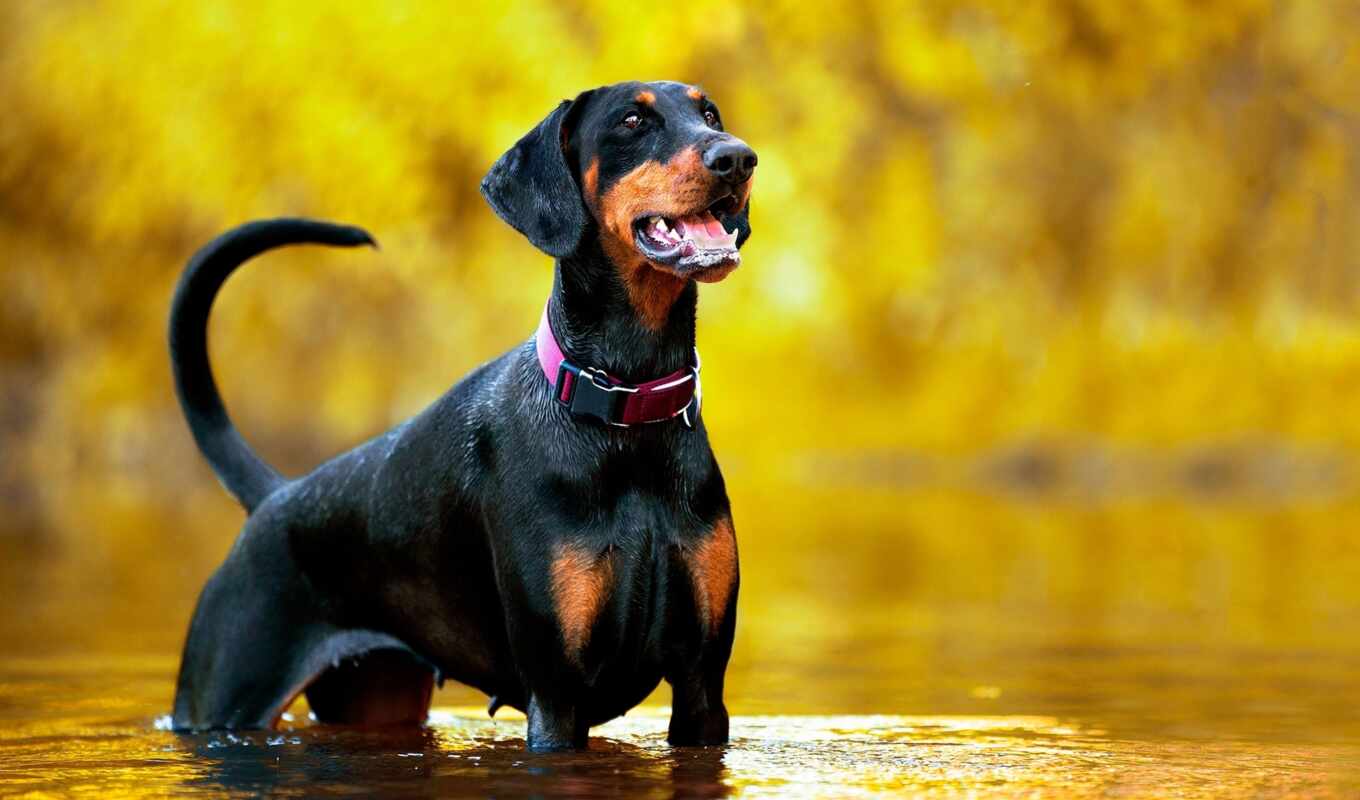 dog, puppy, labrad, doberman, pincher, a mammal, canidae, dog breed, the hunting dog, miniature pincher, german pincher, guard dog