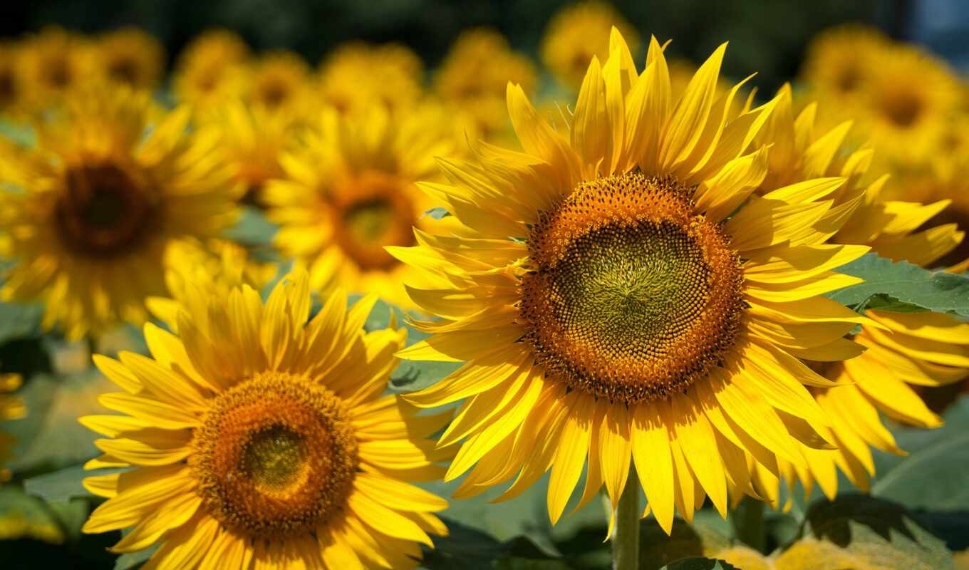 shop, sunflower, ukraine, price, wooden, seeds, past, provider, preparat, fracture, vepnut