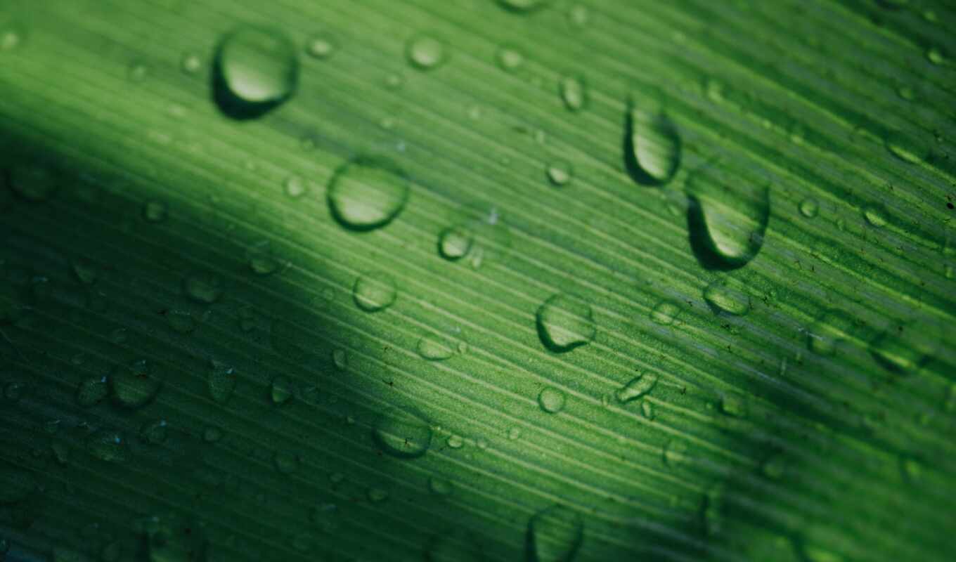 drop, sheet, smooth surface, leaf, makryi