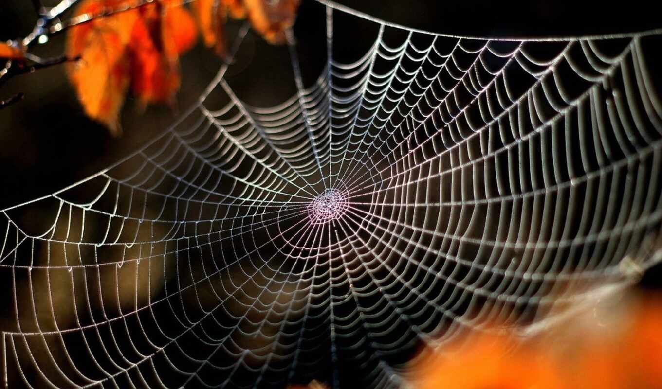 web, dream, паук