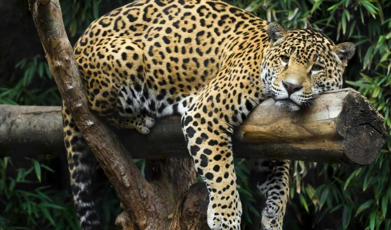 animal, jaguar, lounge, расслабон