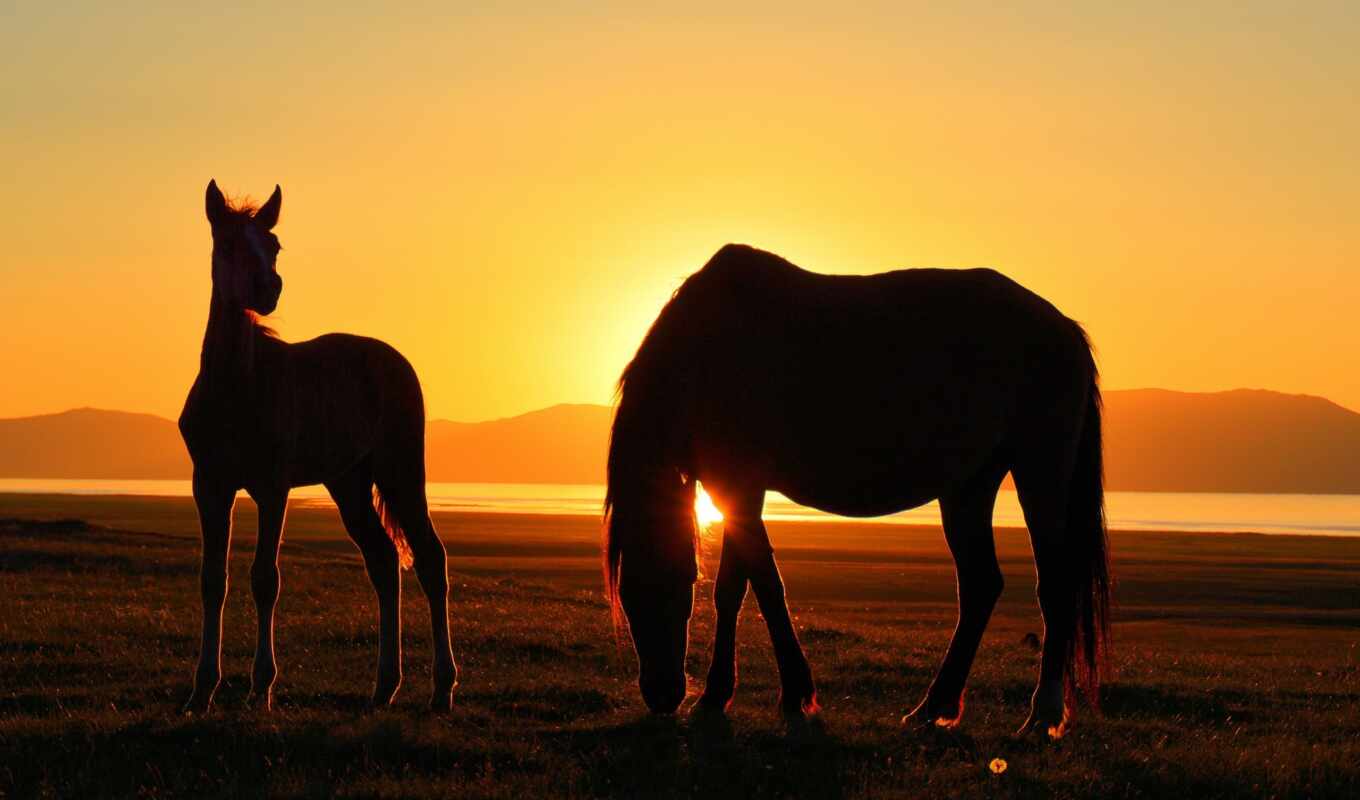 horse, a shadow, song, cool, kyrgyzstan