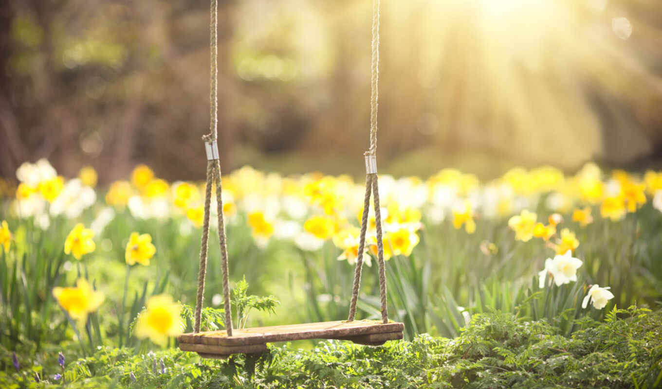 nature, flowers, background, sun, weather, spring, swing, daffodil