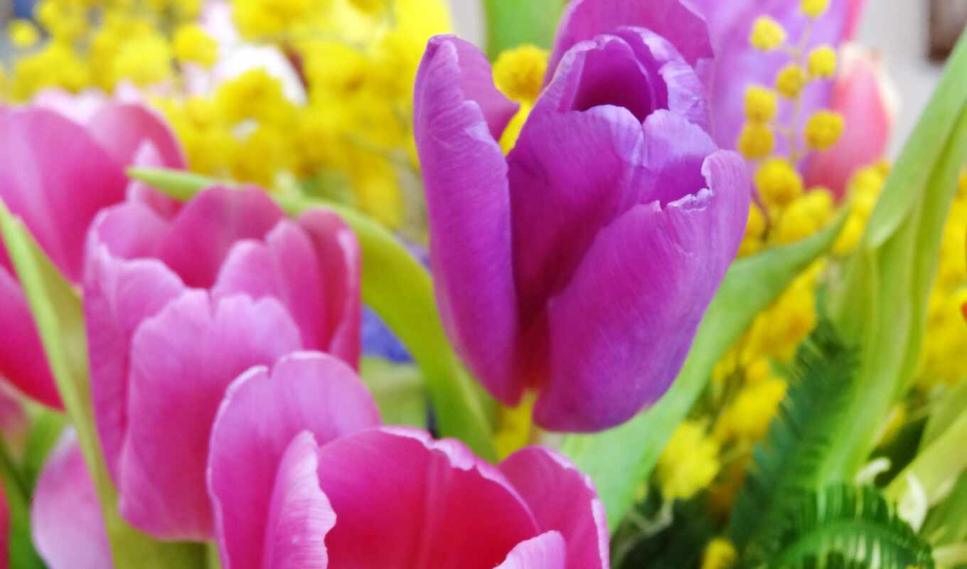 цветы, pictures, march, day, тюльпаны, марта