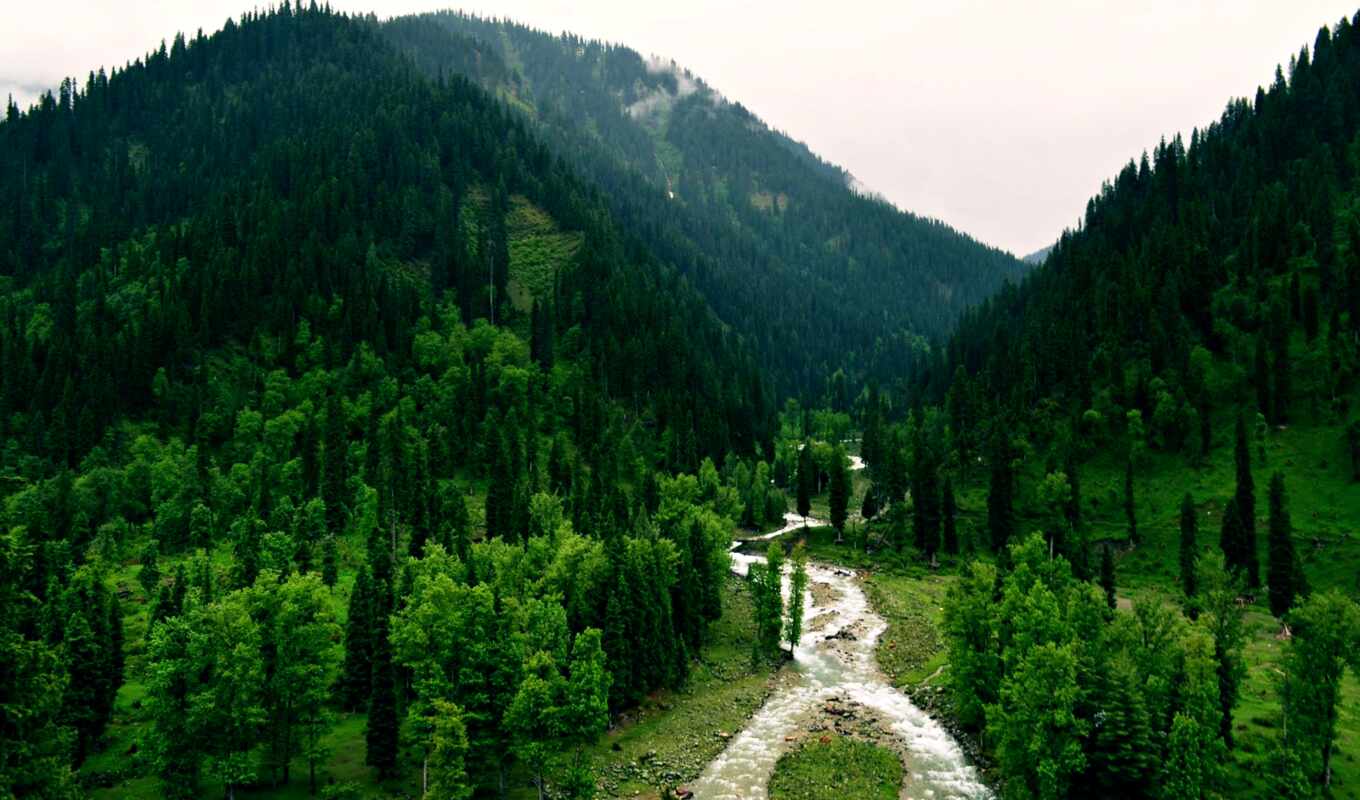 free, pakistan, bosques