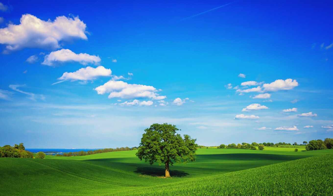 небо, summer, дерево, зелёный, трава, поле, plain, одиночка, oblaka