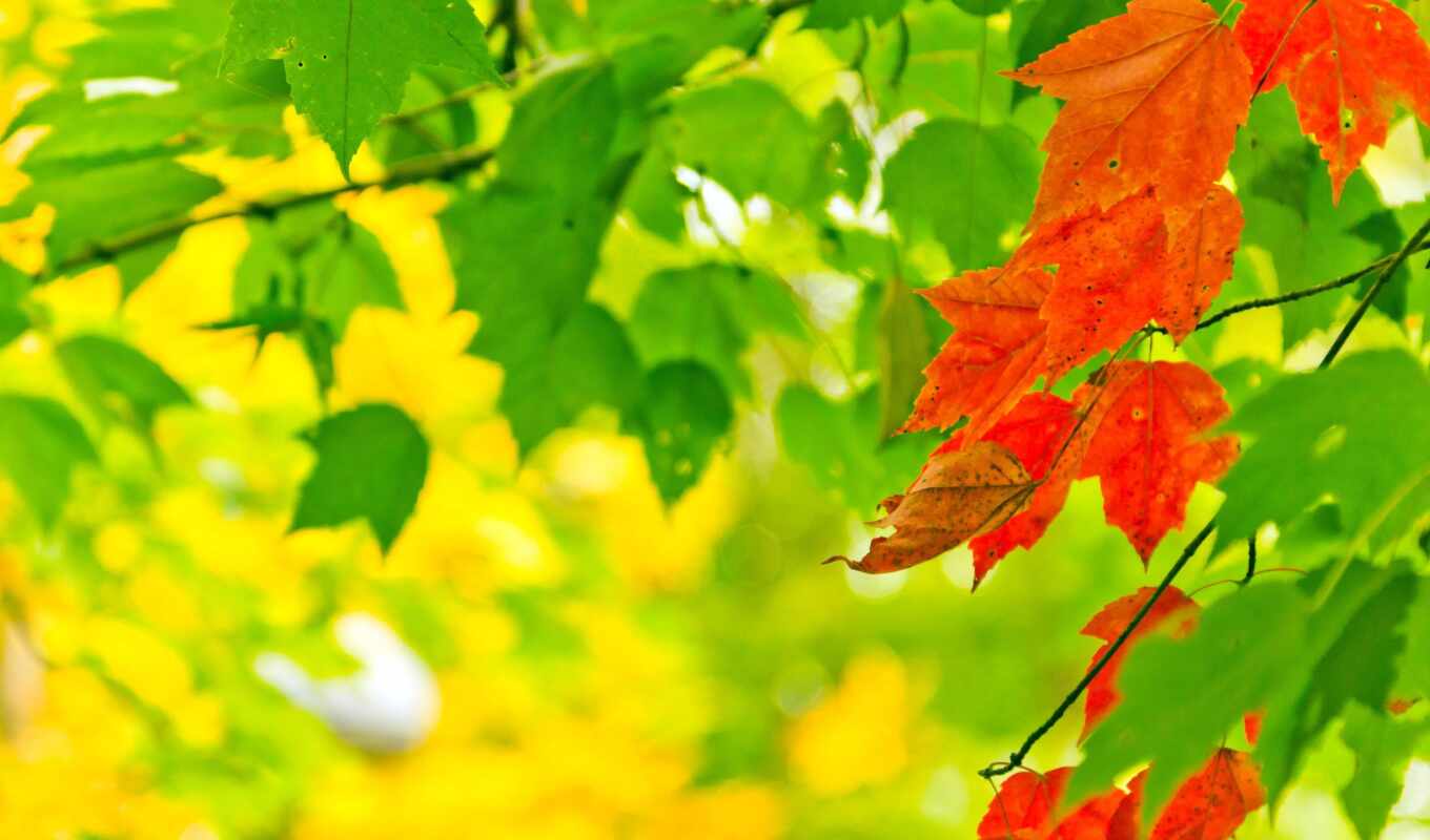 nature, sheet, paint, autumn, beautiful, leaf, early, metkii