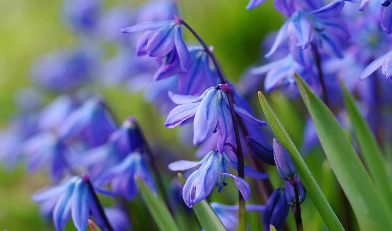цветы, blue, поле, весна, первоцвет, makryi