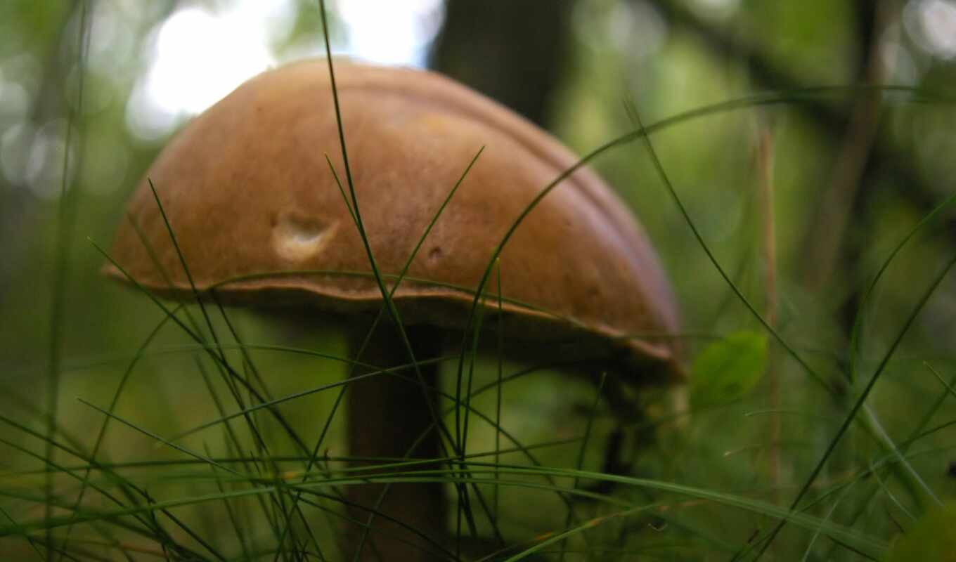 mushroom, podbereziik
