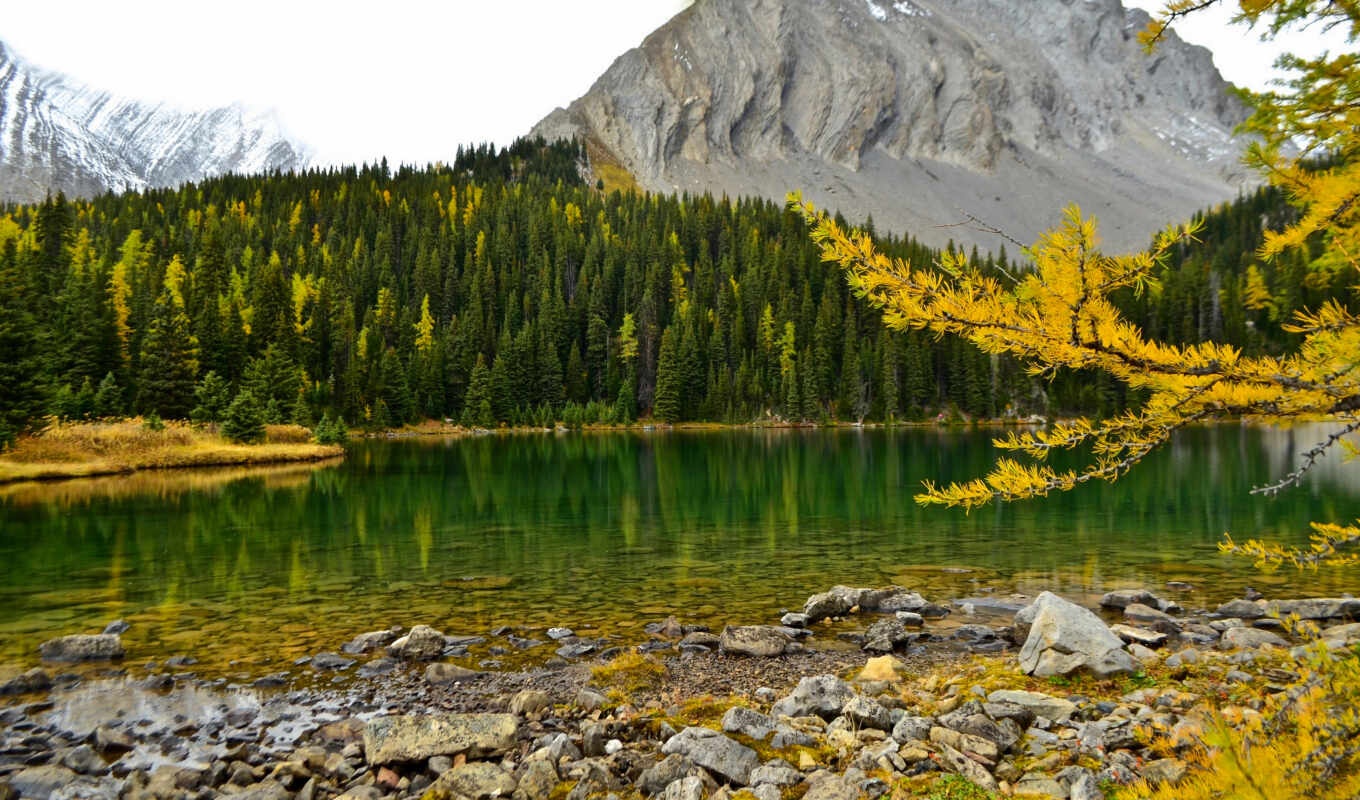 lake, mountain, dog, Canada, alberta, autumn