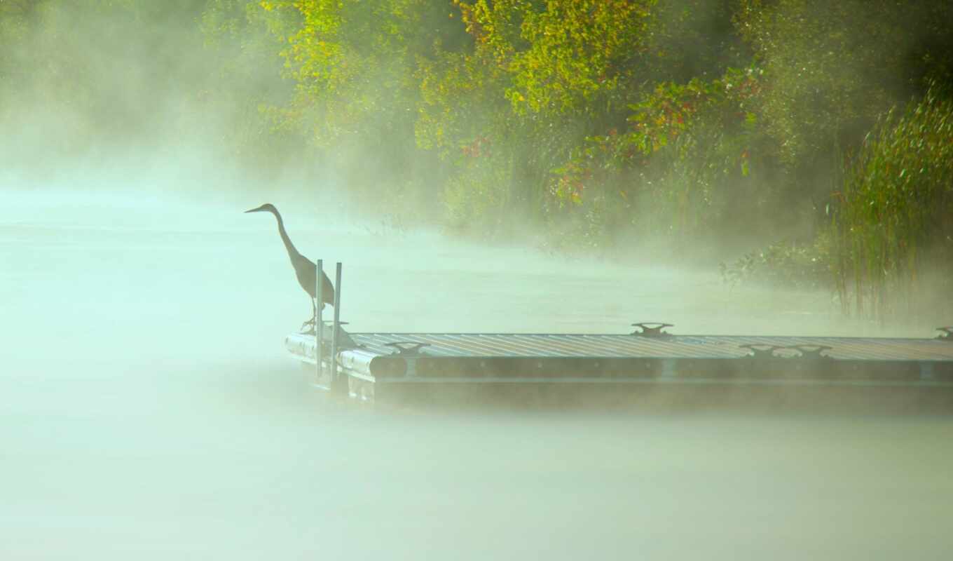 природа, water, pier, птица, animal, mist, wallhaven