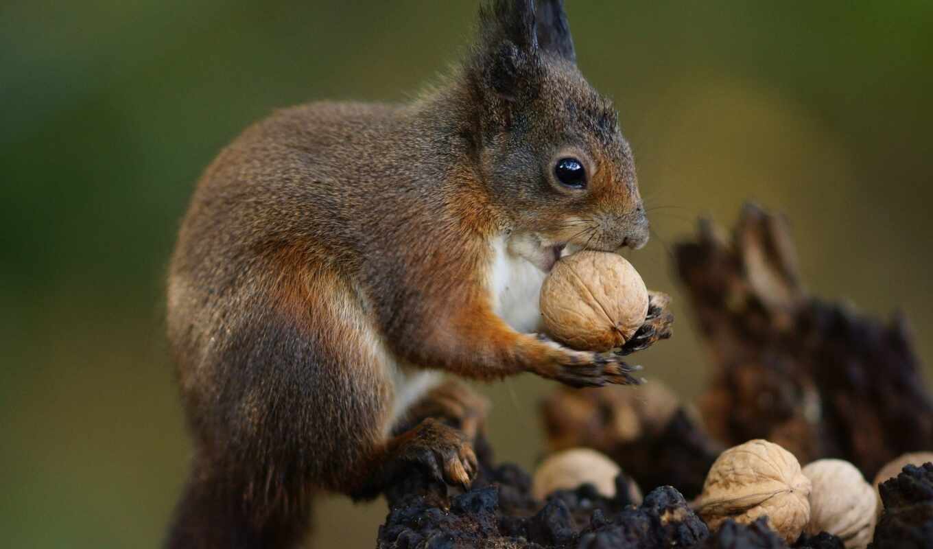 squirrels, gray, nuts, nut