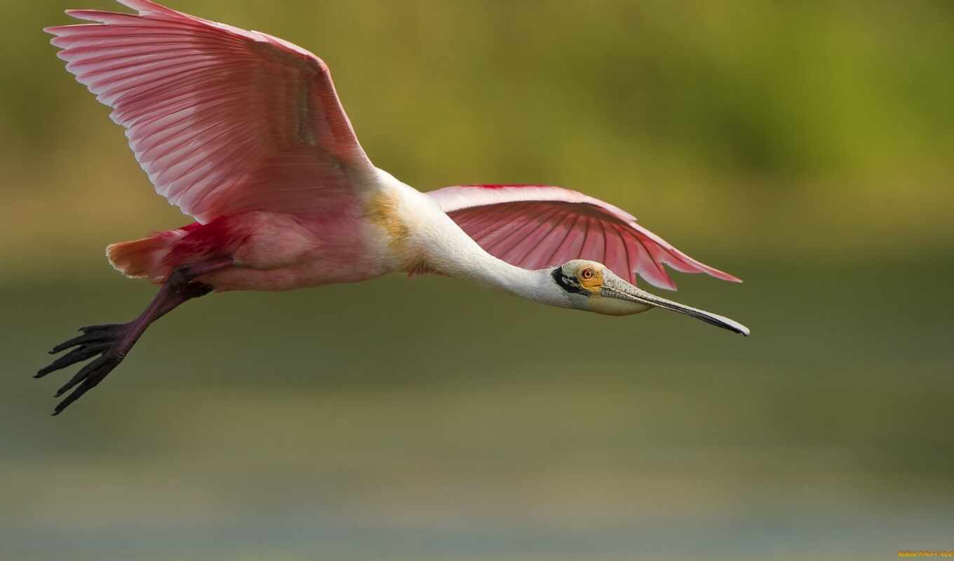 птица, фламинго, розовый, birds, animals, flying, feathers