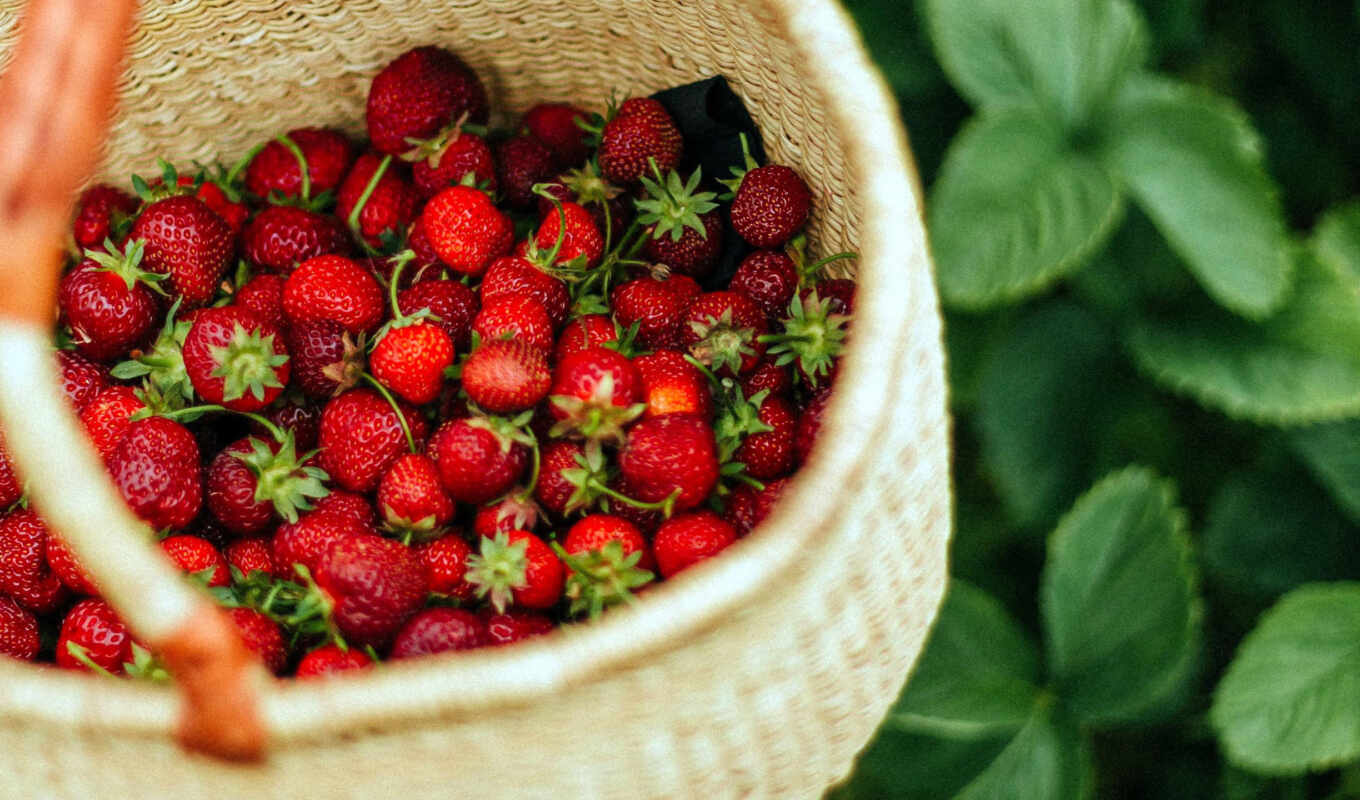 fresh, garden, mass, plant, basket, strawberry, easy, grow up, control, red, komarovka