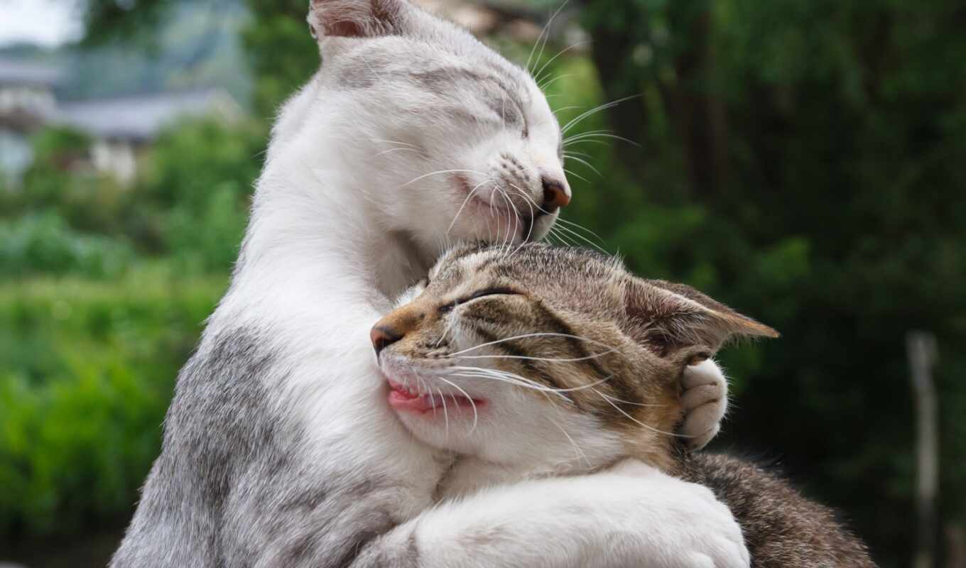 cat, cats, friend, meeting, cat, a hug