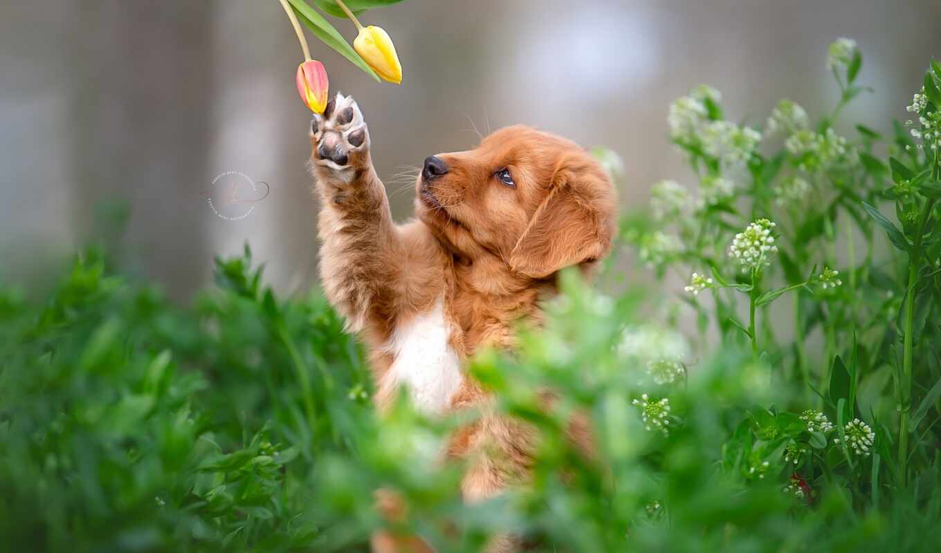 цветы, cute, собака, смотреть, щенок, весна, лапа