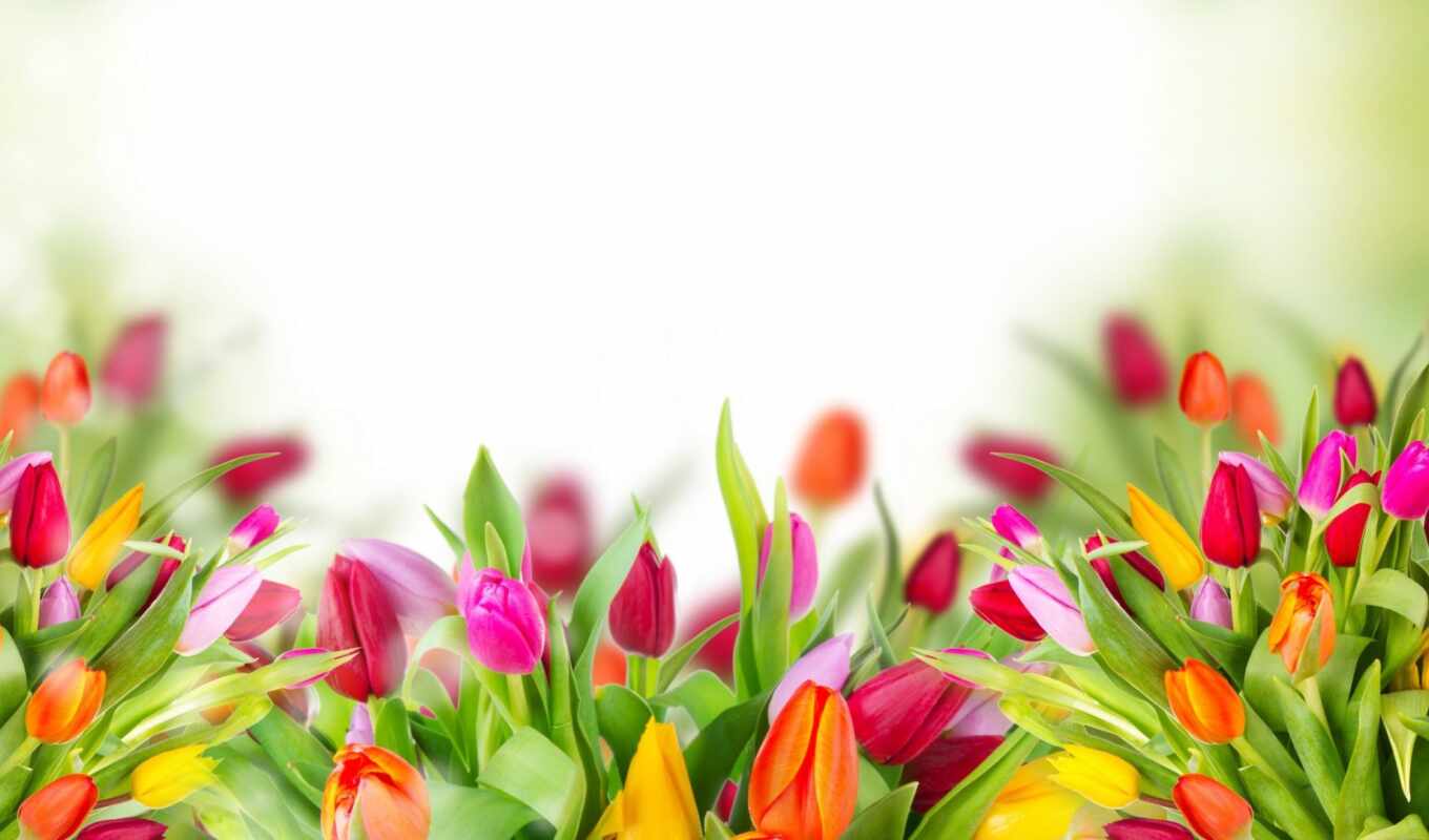flowers, garden, plant, tulip