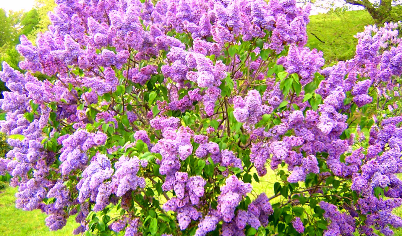 tree, lilac, dacha, bush, ordinary, fotosiren