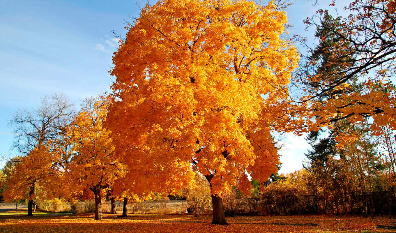 природа, дерево, самые, красивые, осень, золотая, trees