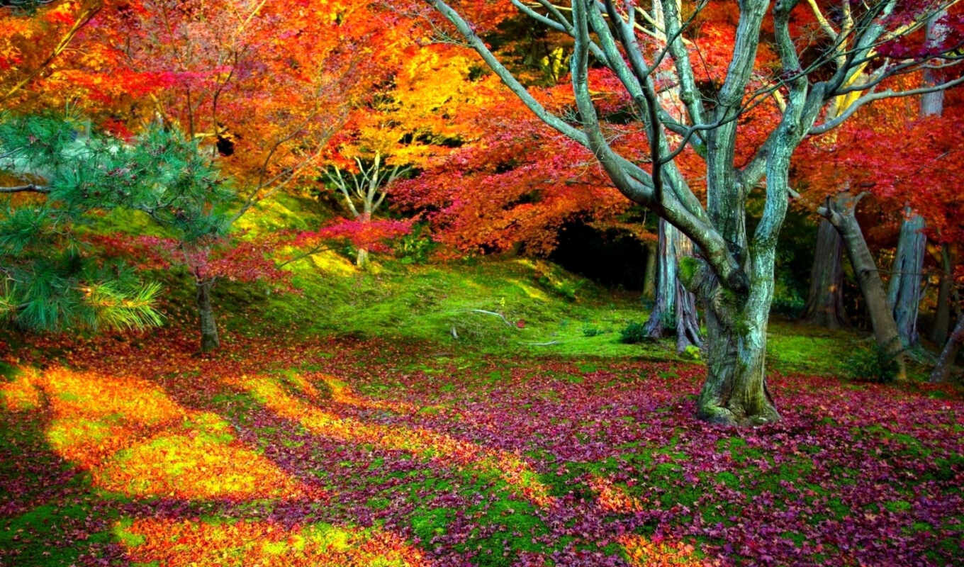 nature, tree, landscape, autumn, foliage, trees
