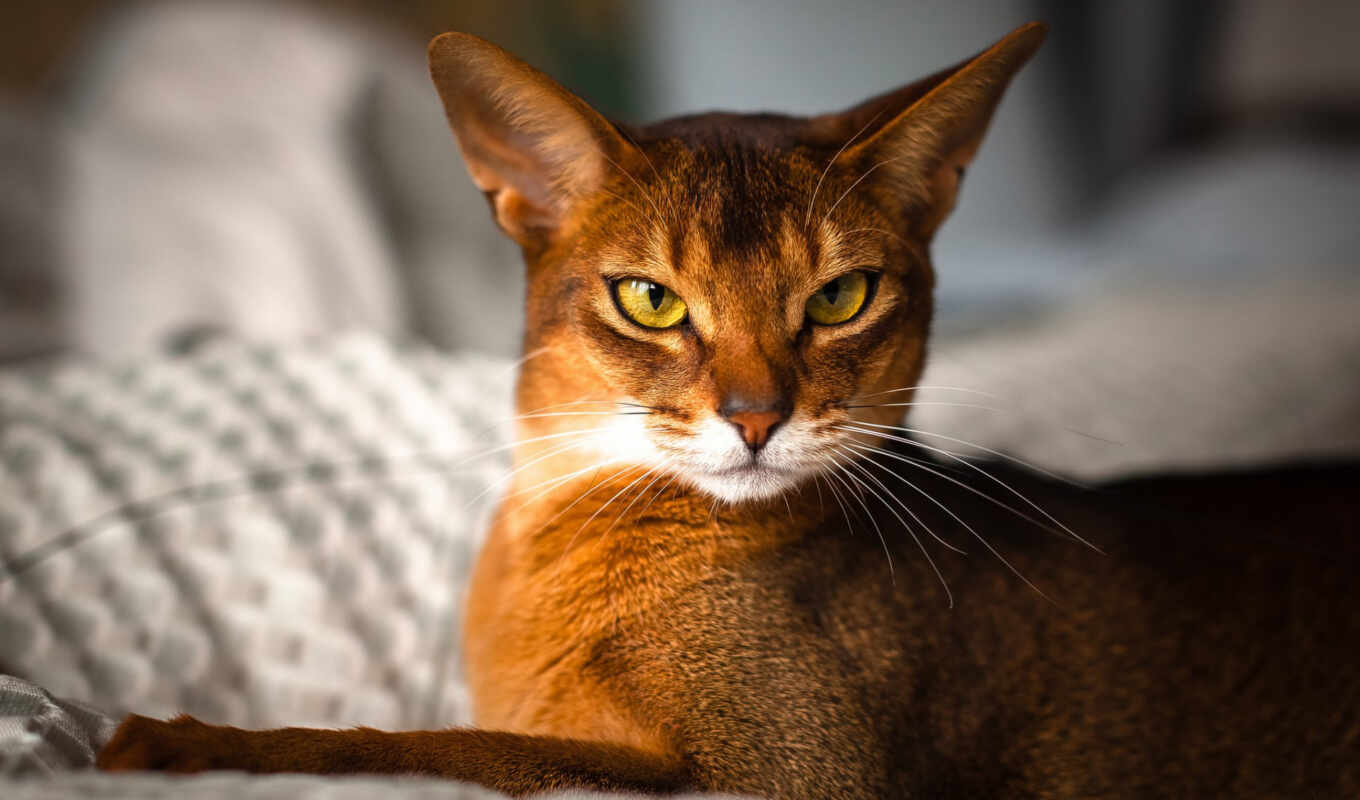 cat, cats, wild, cats, faun, nature, abisi, color, abyssinian, absinsin