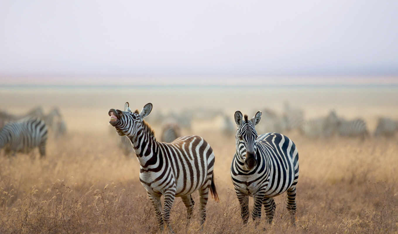 zebra, hintergrundbild, animals, iphone, 