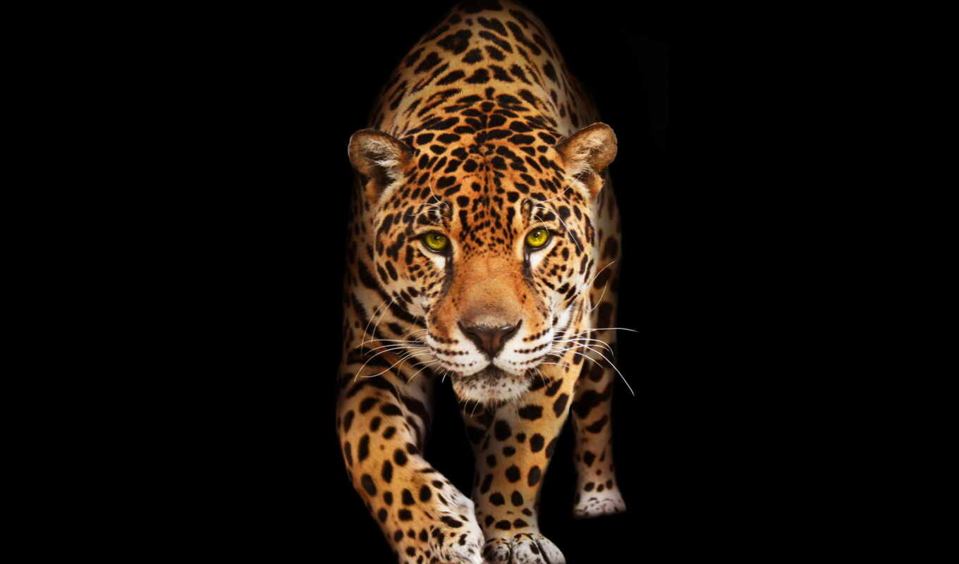 collection, leopard, tiger, animal, jaguar, wall, zedge, photo wallpapers