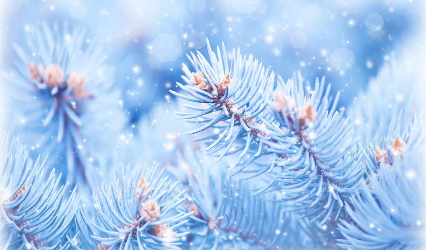 природа, есть, blue, new, fir, снег, winter, branch, елка, makryi