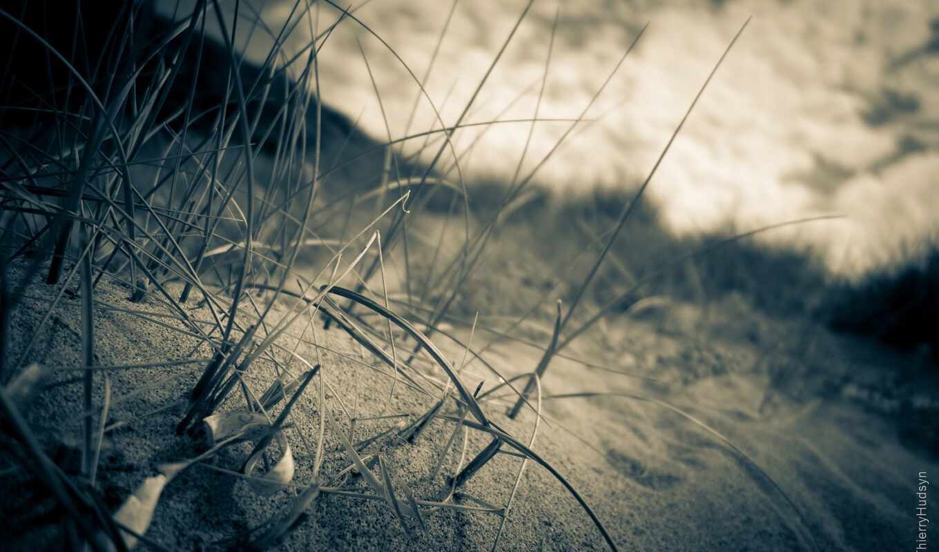 трава, поле, песок, closeup